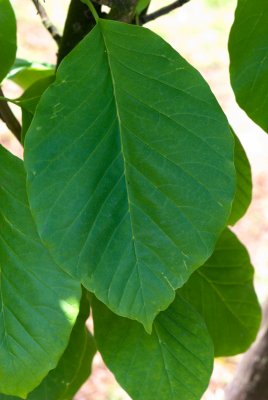Magnolia acuminata - magnolie, šácholan přišpičatělý - list léto